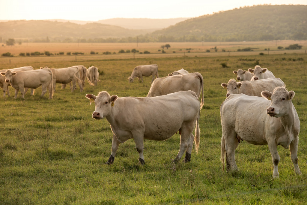 Cows